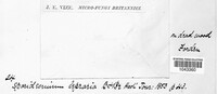 Monodictys cellulosa image